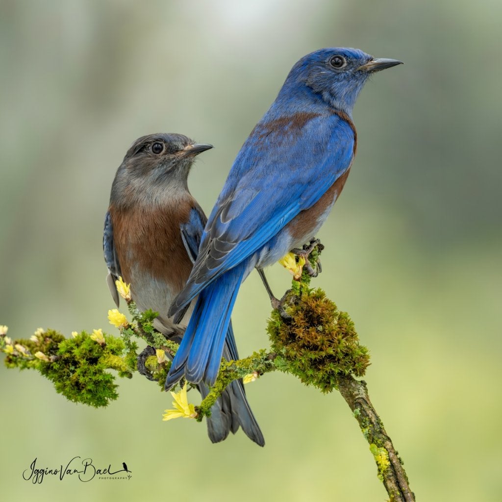 1-1 blauwkeelsialia '20, Meerdere dieren, Tropenvogel, Geringd