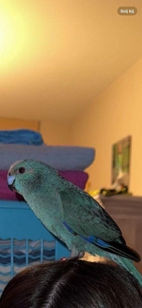 Kakariki man, Dieren en Toebehoren, Vogels | Parkieten en Papegaaien, Mannelijk, Parkiet, Tam