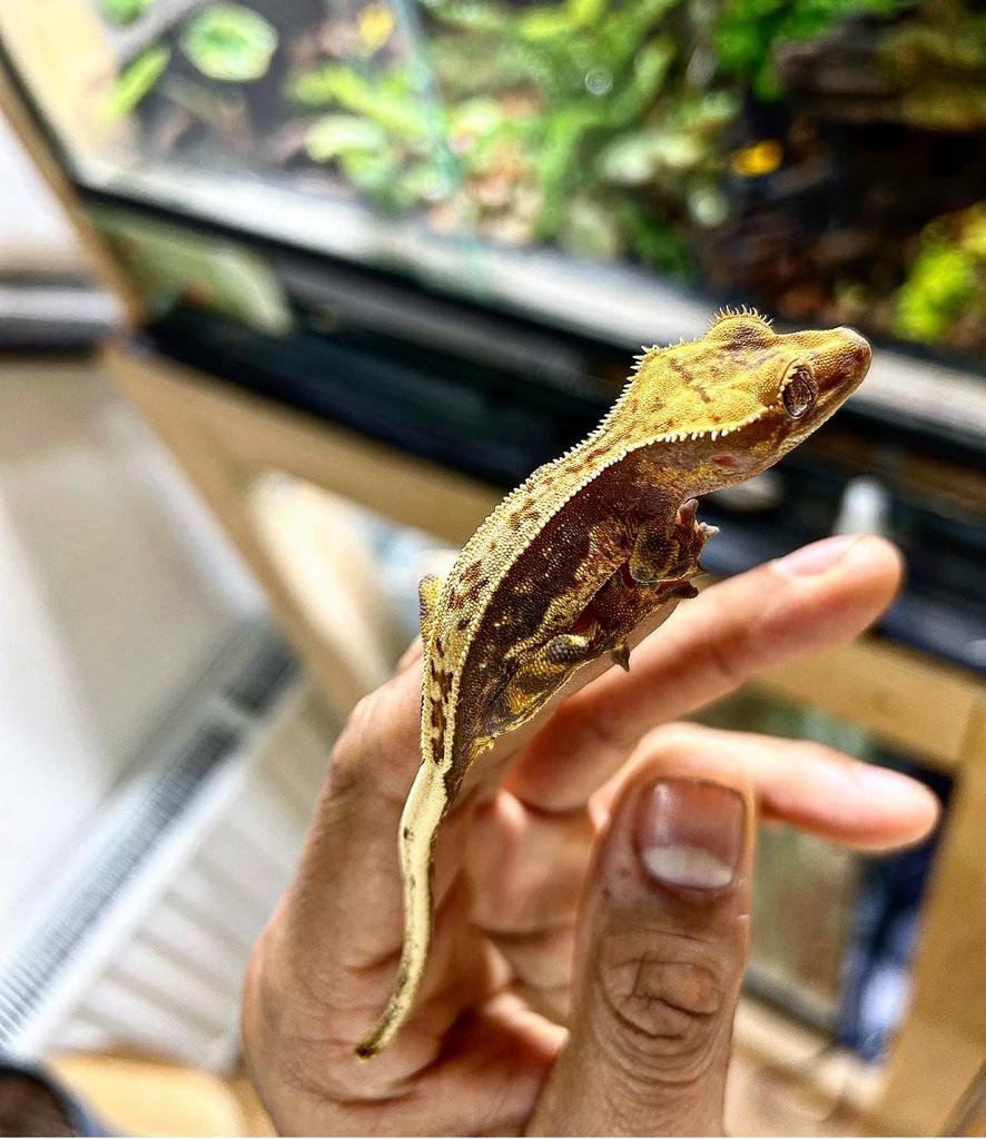 Verschillende gekko’s nakweek, Dieren en Toebehoren