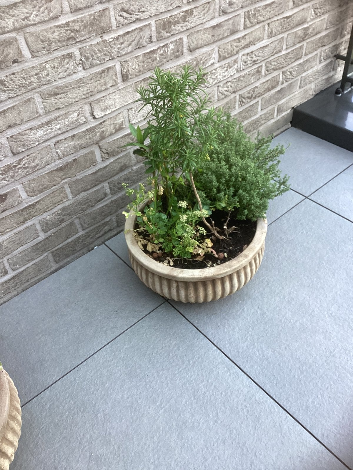 Pot en terre cuite avec plantes, Enlèvement, Rond, Intérieur