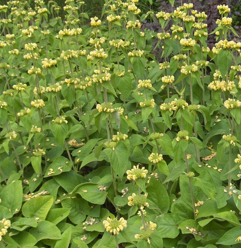 grand pot de phlomis vivace, fleurs jaunes, Enlèvement ou Envoi, Été, Plante fixe, Autres espèces