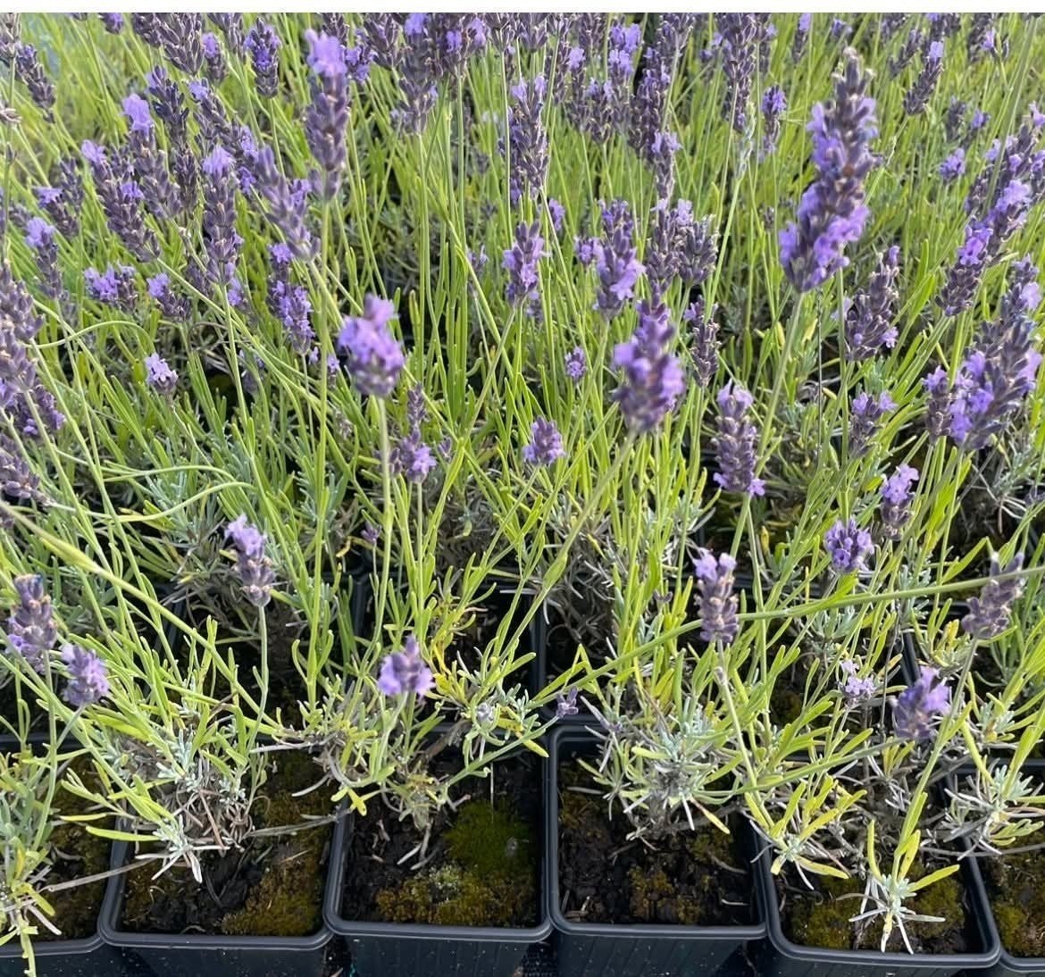 ‼️lavendel Munstead aan promoprijzen ‼️, Tuin en Terras, Ophalen