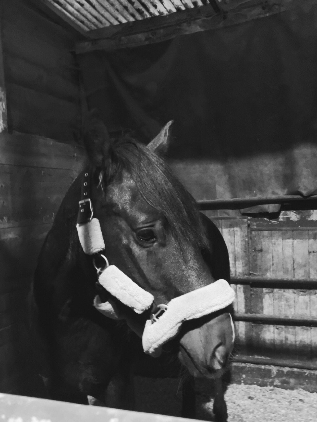 Paardenspullen gezocht!!, Dieren en Toebehoren, Ophalen of Verzenden, Zo goed als nieuw
