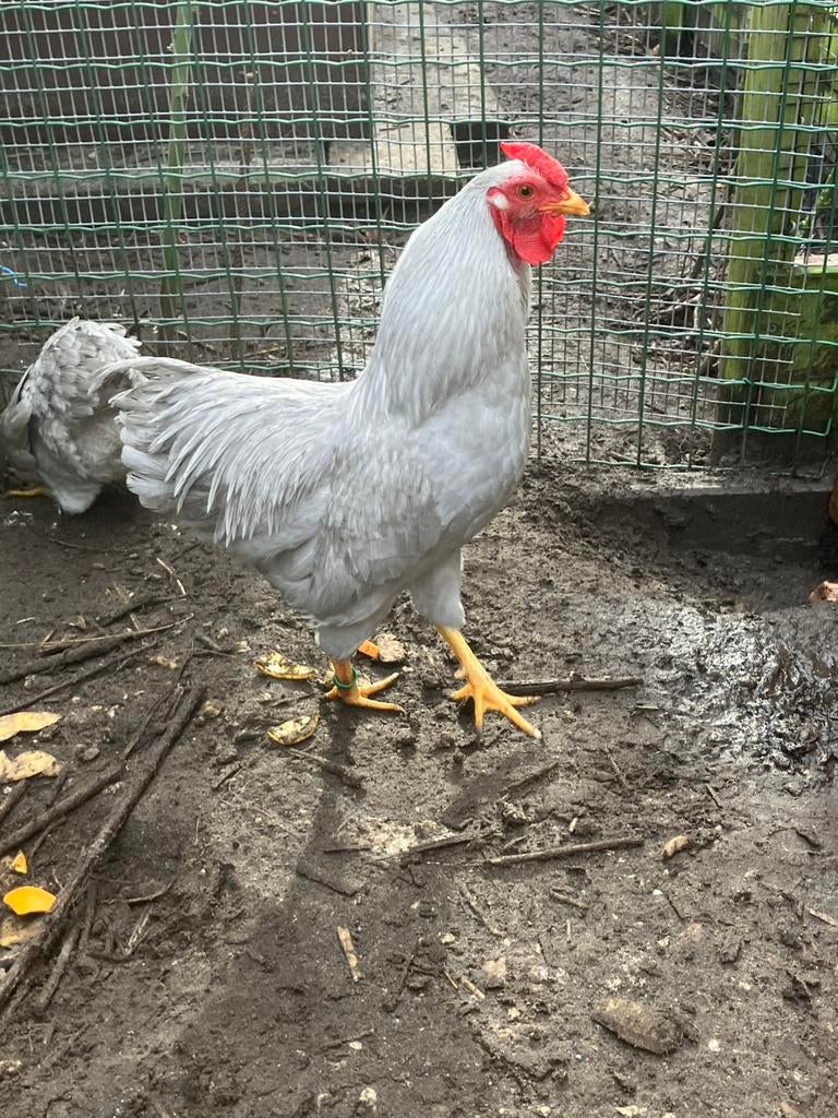 Wyandotte kriel parelgrijs, Dieren en Toebehoren