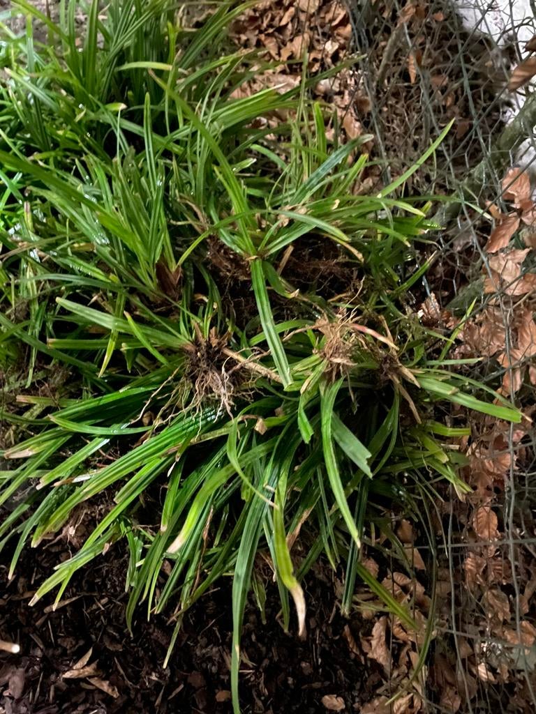 2 grote Carex planten + bak  met 100 tal carex scheuten, Tuin en Terras, Planten | Tuinplanten, Ophalen