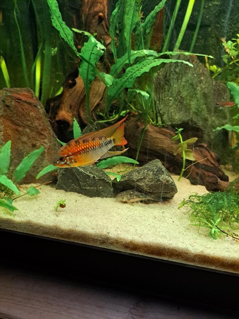Harem apistogramma macmasterei rouge