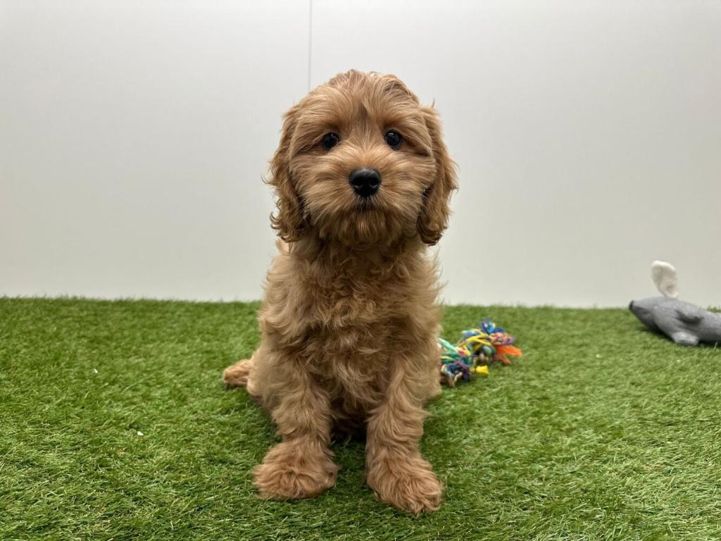 Chiots Cockapoo (F1)