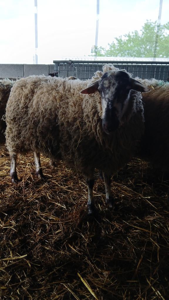 Bokken voor offerfeest, Mannelijk, Schaap, 0 tot 2 jaar