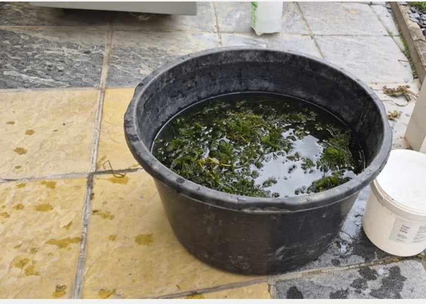 GRATIS Hoornblad, Tuin en Terras, Vijvers, Ophalen, Nieuw