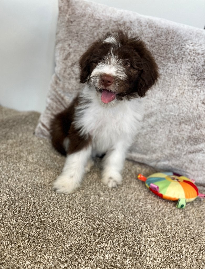 Knappe medium Doodle pups (border collie x poedel), Poedel, Parvo, België, 8 tot 15 weken