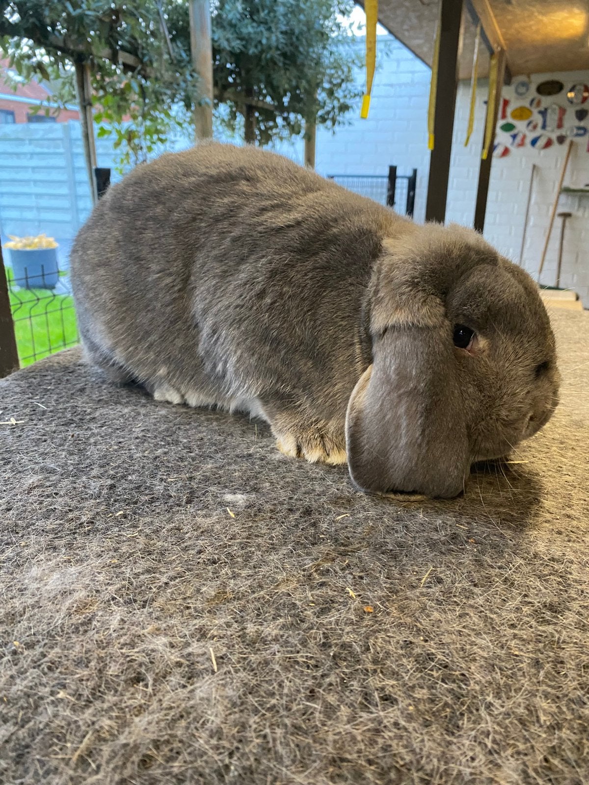 Duitse hangoor konijn, Dieren en Toebehoren, Hangoor