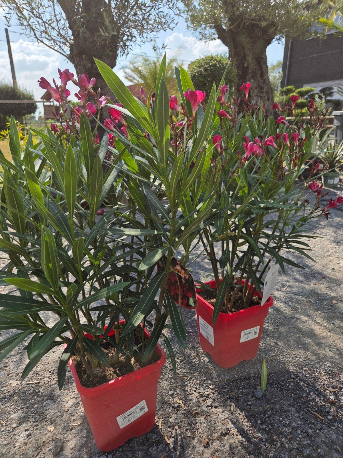 Nerium Oleander, Ophalen
