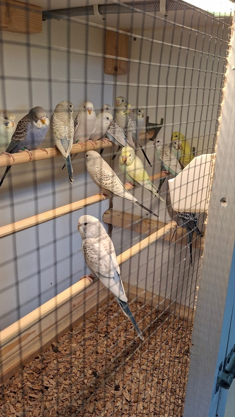pallid grasparkieten, Dieren en Toebehoren