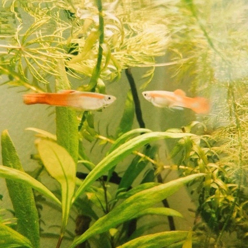 Guppy mâles et femelles, Animaux & Accessoires