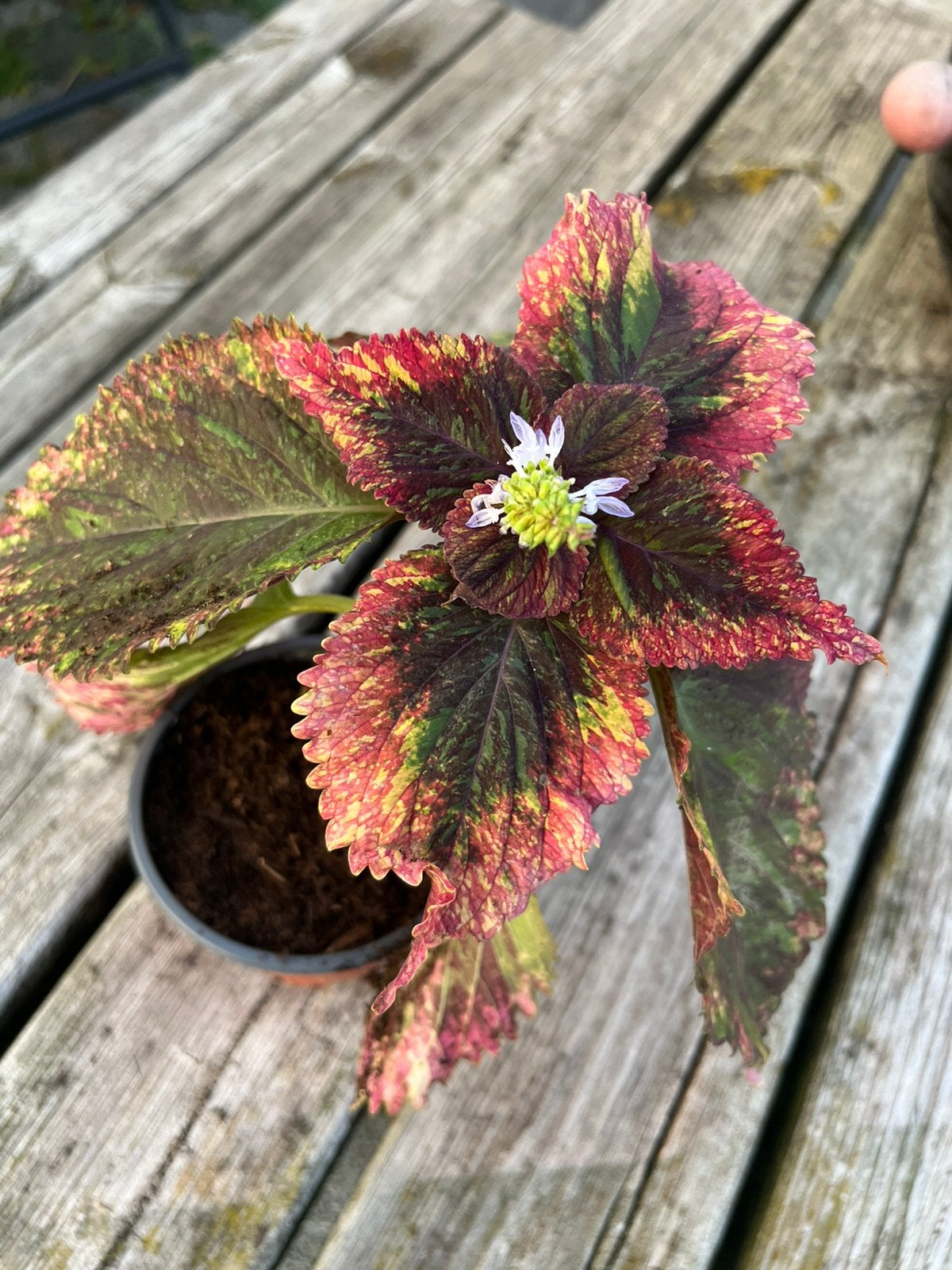 Coleus - siernetel, Autres espèces, Enlèvement ou Envoi, Plante à fleurs, Moins de 100 cm
