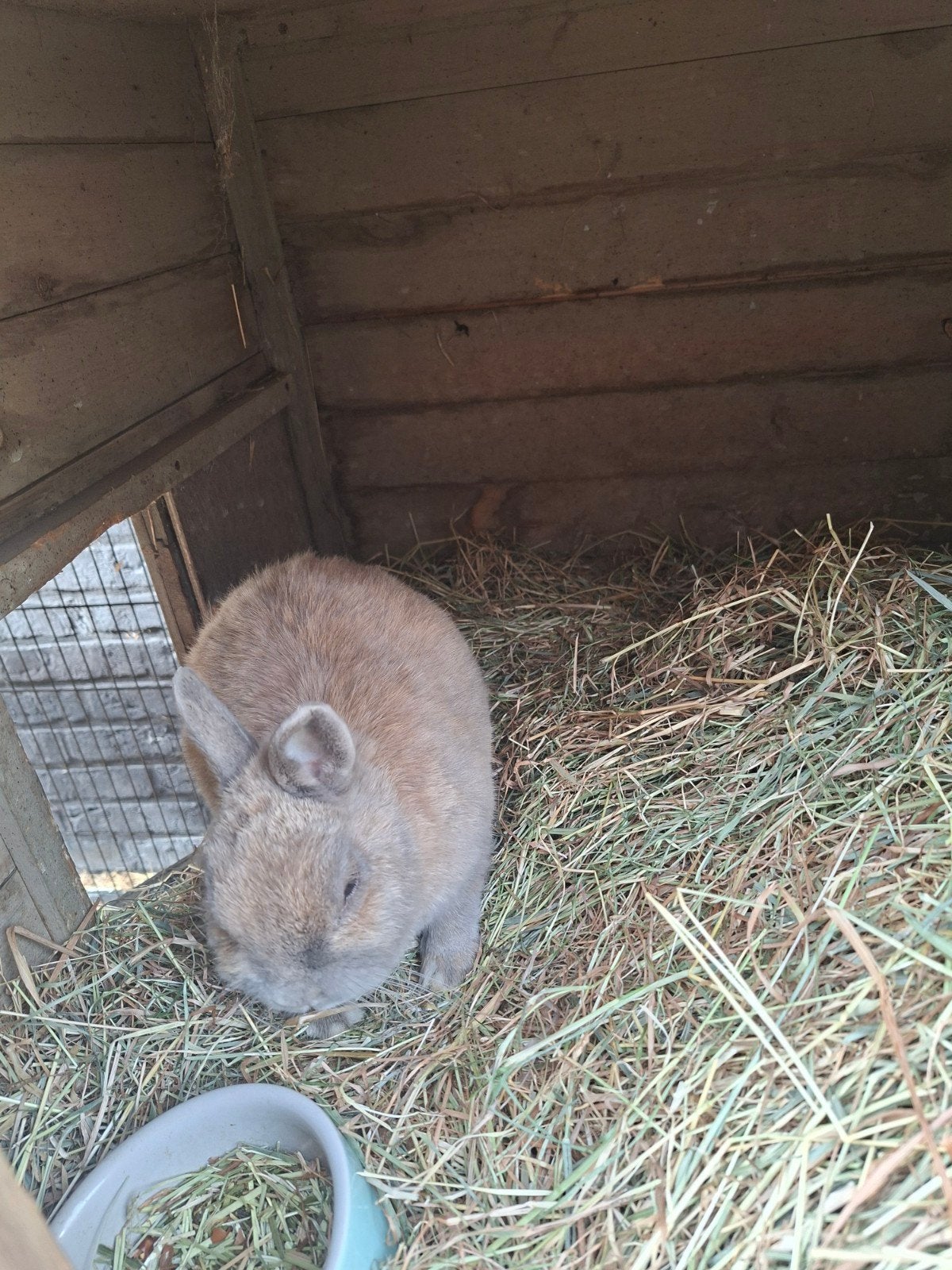 konijnen en cavia’s, Dieren en Toebehoren, Maart, Meerdere dieren, Cavia