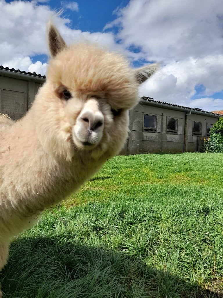 Mooie Alpaca hengst 11 maand, Dieren en Toebehoren, Juli, Mannelijk