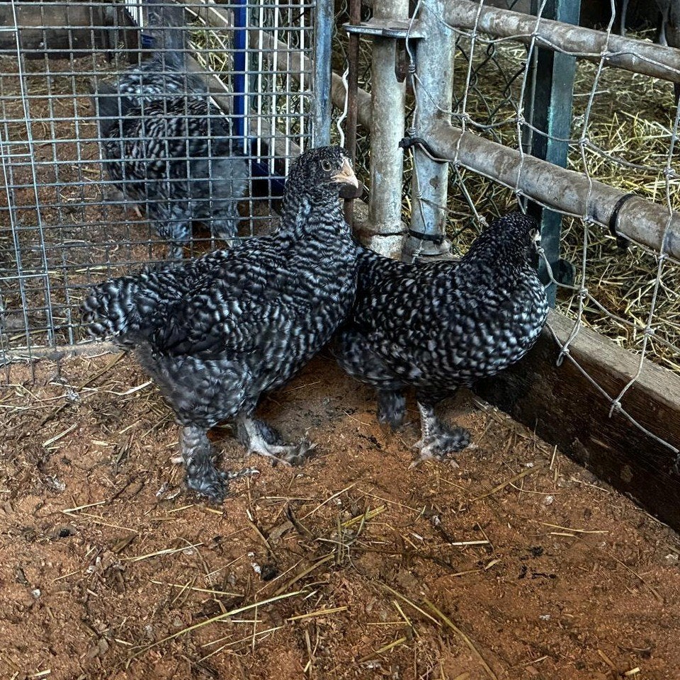 laatste 2 hennen, Mechelse koekoek, Dieren en Toebehoren, Pluimvee, Vrouwelijk, Kip