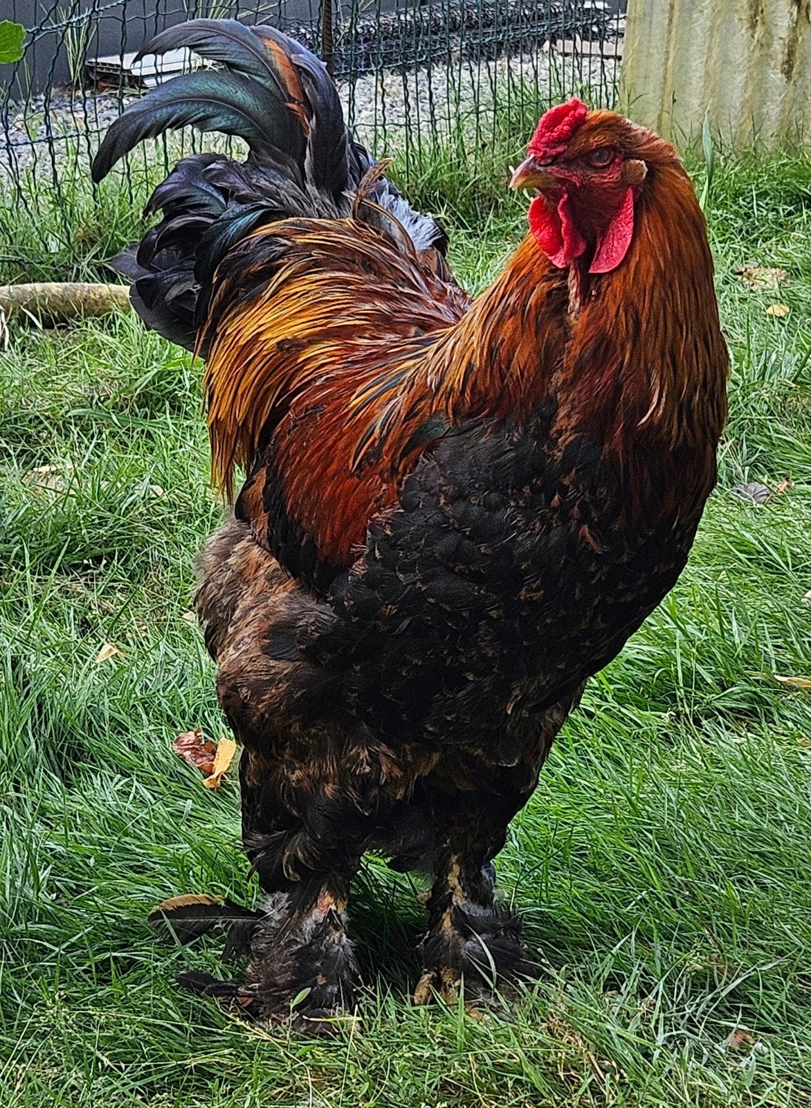 handtamme Brahma haan, Dieren en Toebehoren