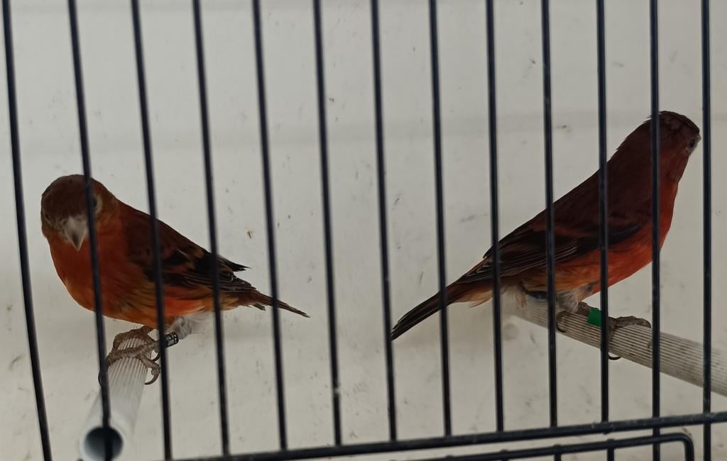 Kanarie, Dieren en Toebehoren, Vogels | Kanaries