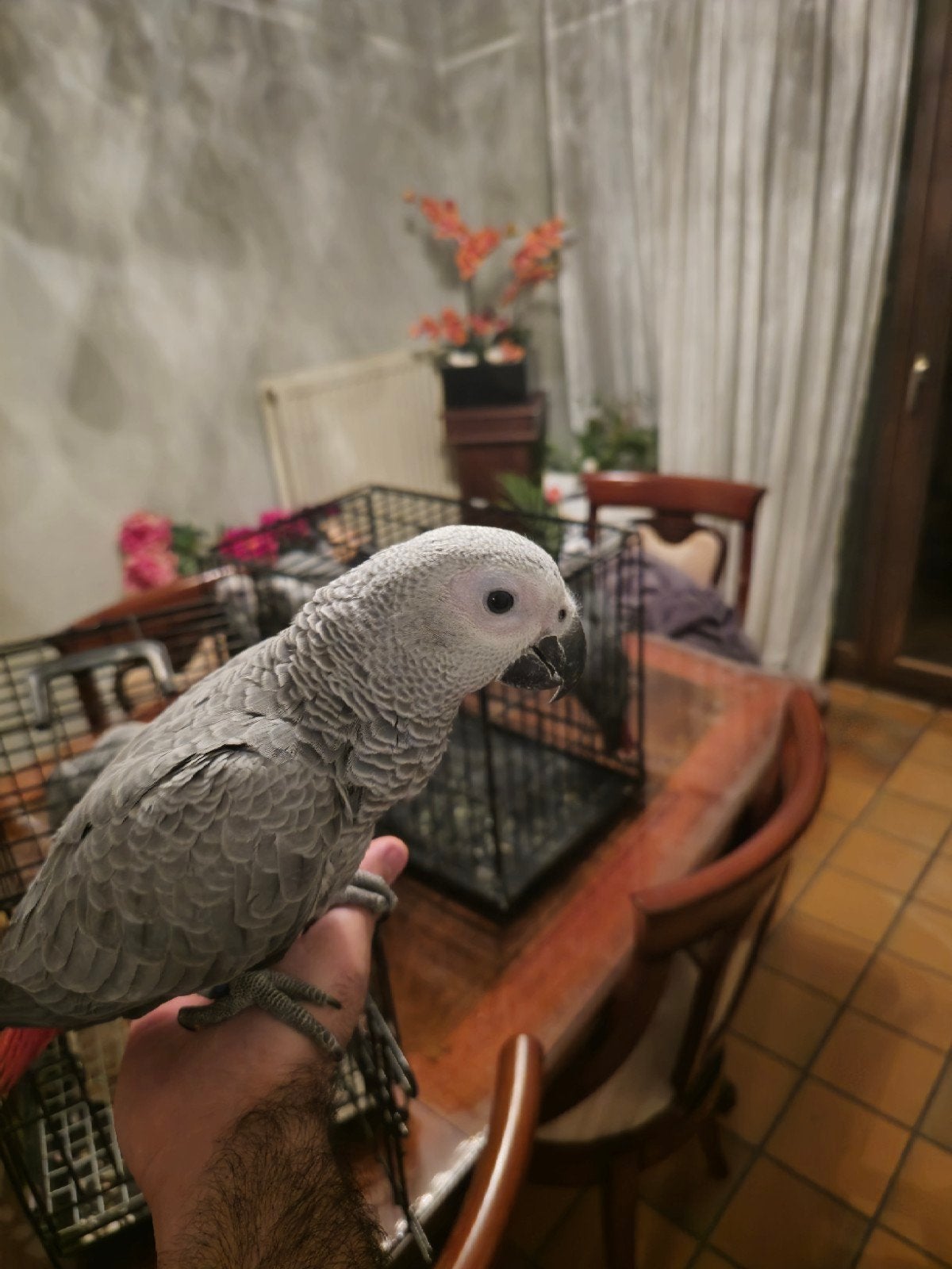 gris du gabon, Animaux & Accessoires