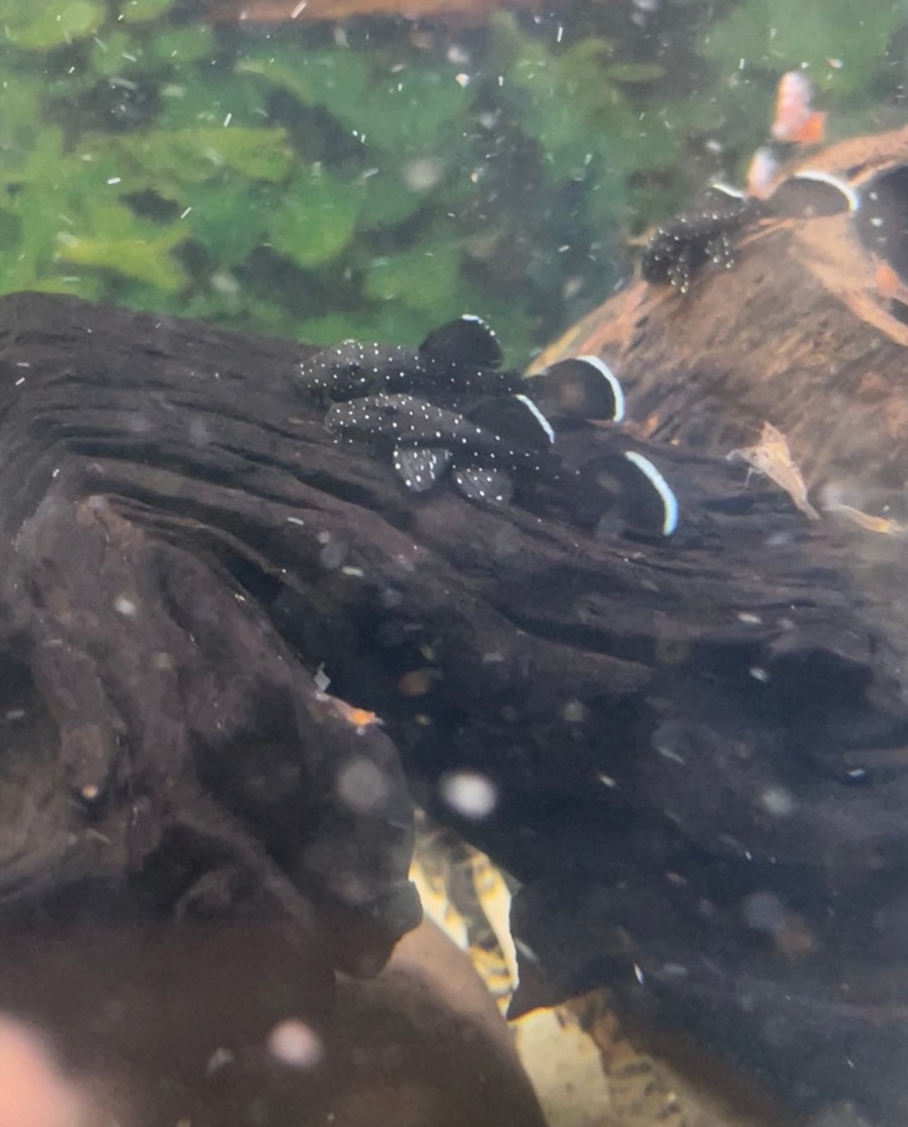 L181 pleco, Dieren en Toebehoren, Vissen | Aquariumvissen