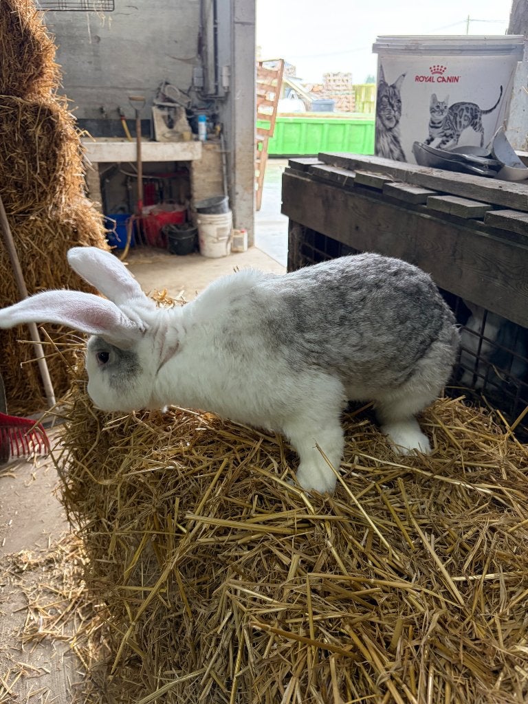 Konijnen rammelaar, Dieren en Toebehoren, Mannelijk, Groot, 0 tot 2 jaar