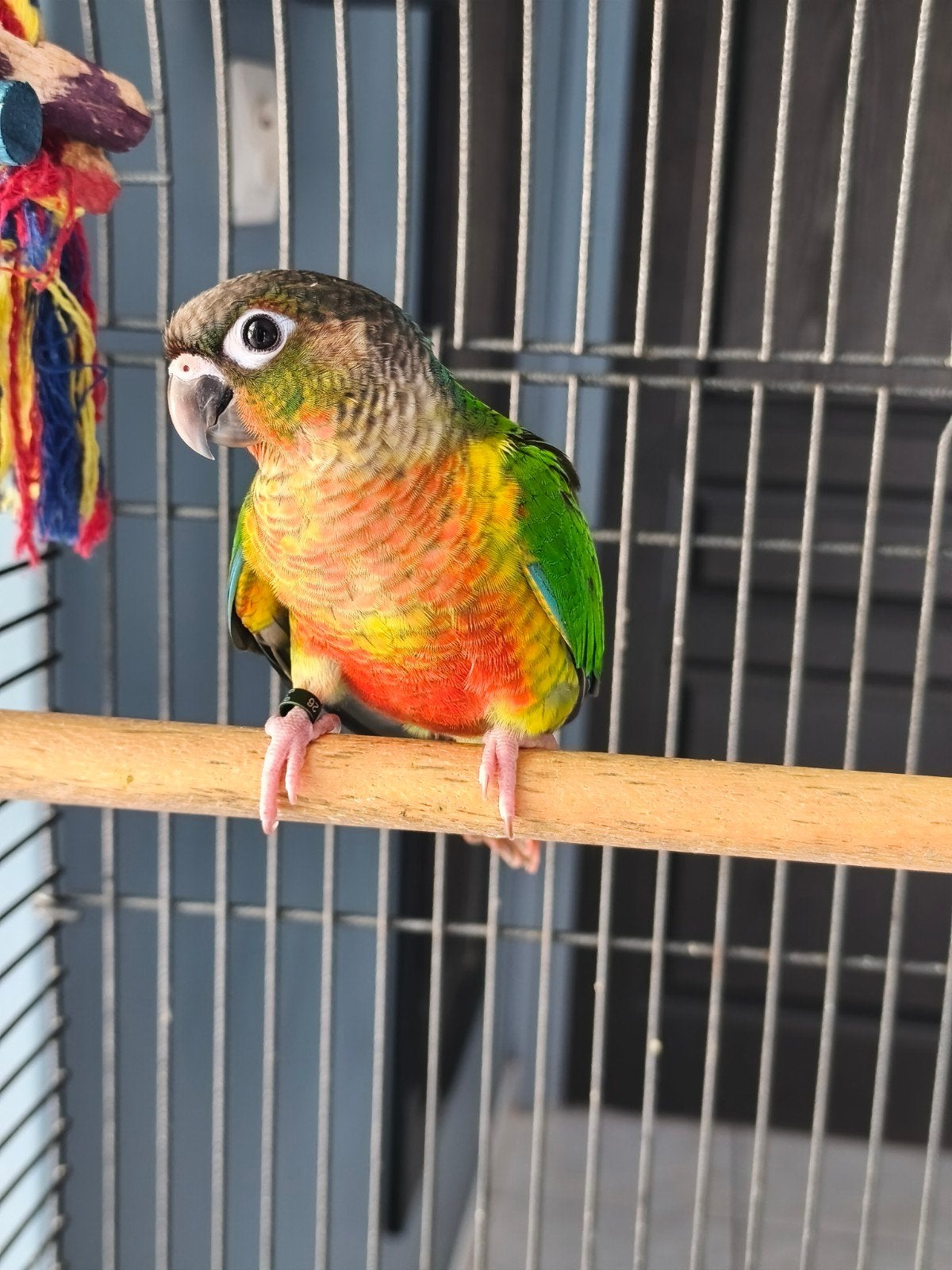 conure opaline eam, Bagué