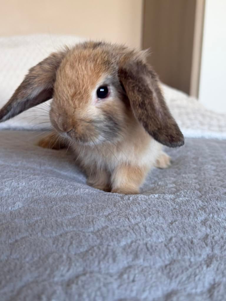 6 handtamme Nerlandse dwerghangoor konijntjes, Plusieurs animaux, Nain, Oreilles tombantes, 0 à 2 ans