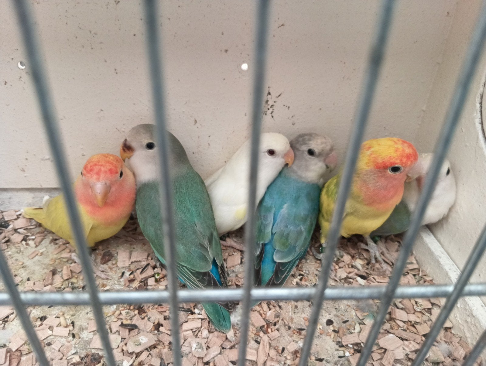 dwergpapegaai, Meerdere dieren, Dwergpapegaai of Agapornis, Geringd