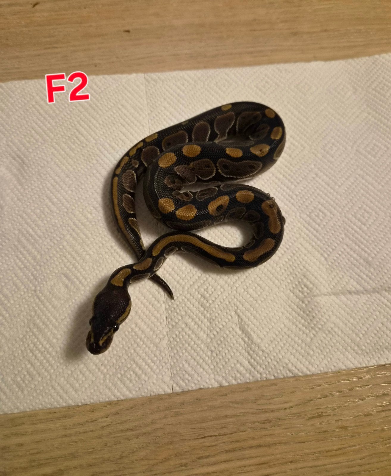 python regius juvénile classique (femelles) Ball Python photo 2