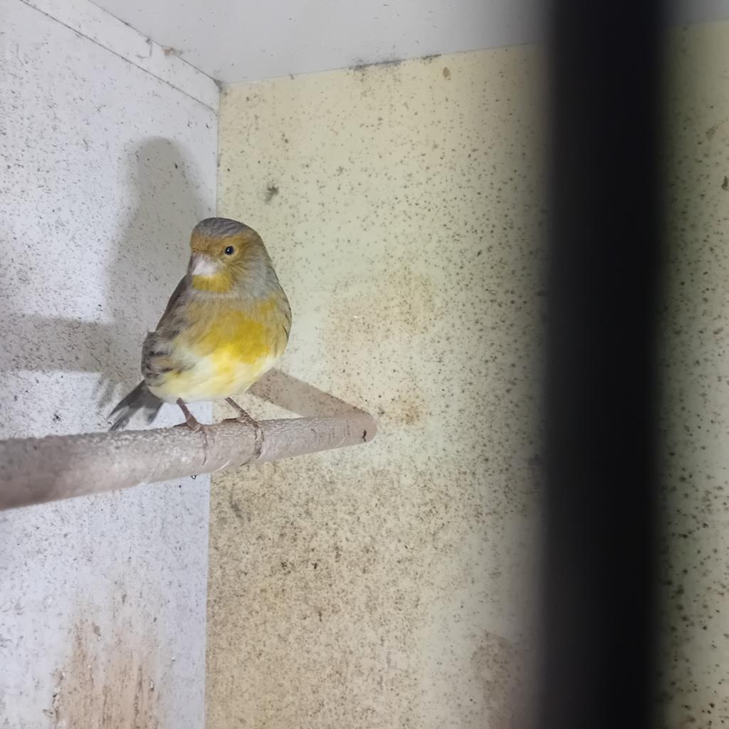 Timbrado kanarie pop, Dieren en Toebehoren, Vogels | Kanaries, Vrouwelijk, Postuurkanarie
