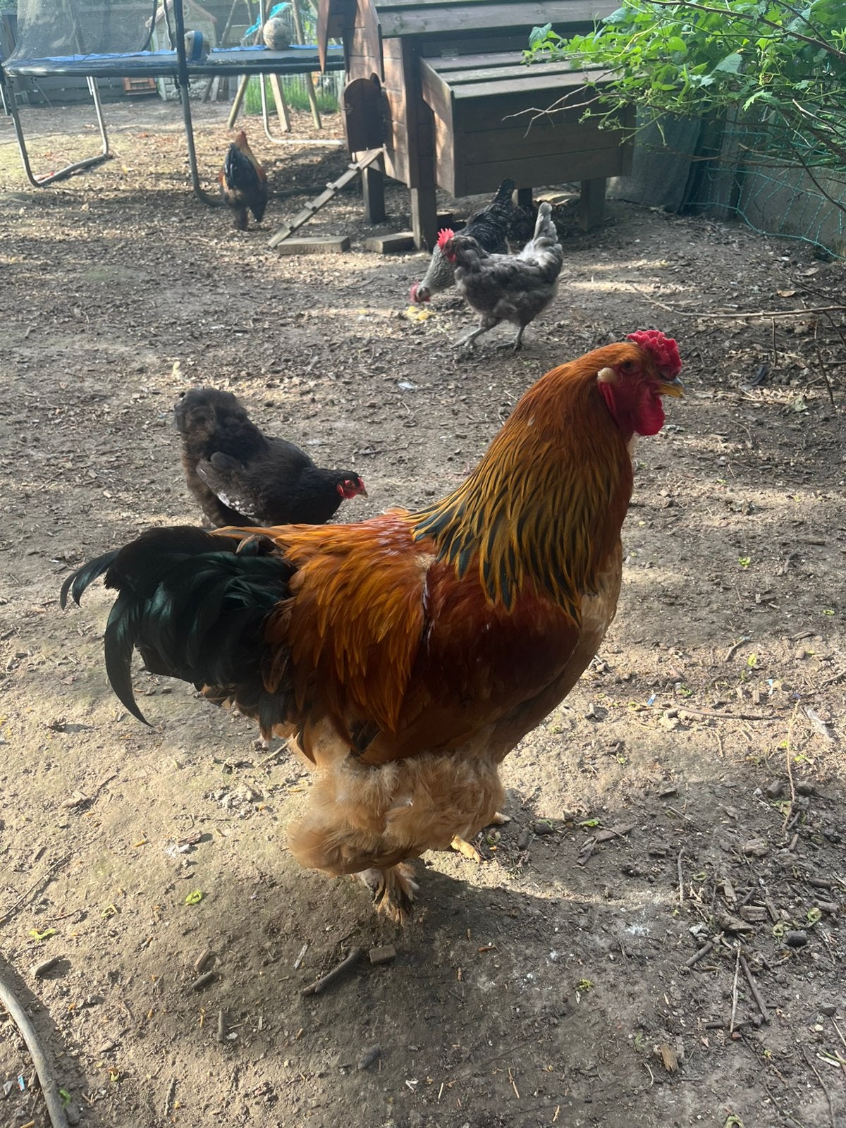 Brahma hanen, Dieren en Toebehoren, Pluimvee, Mannelijk, Kip