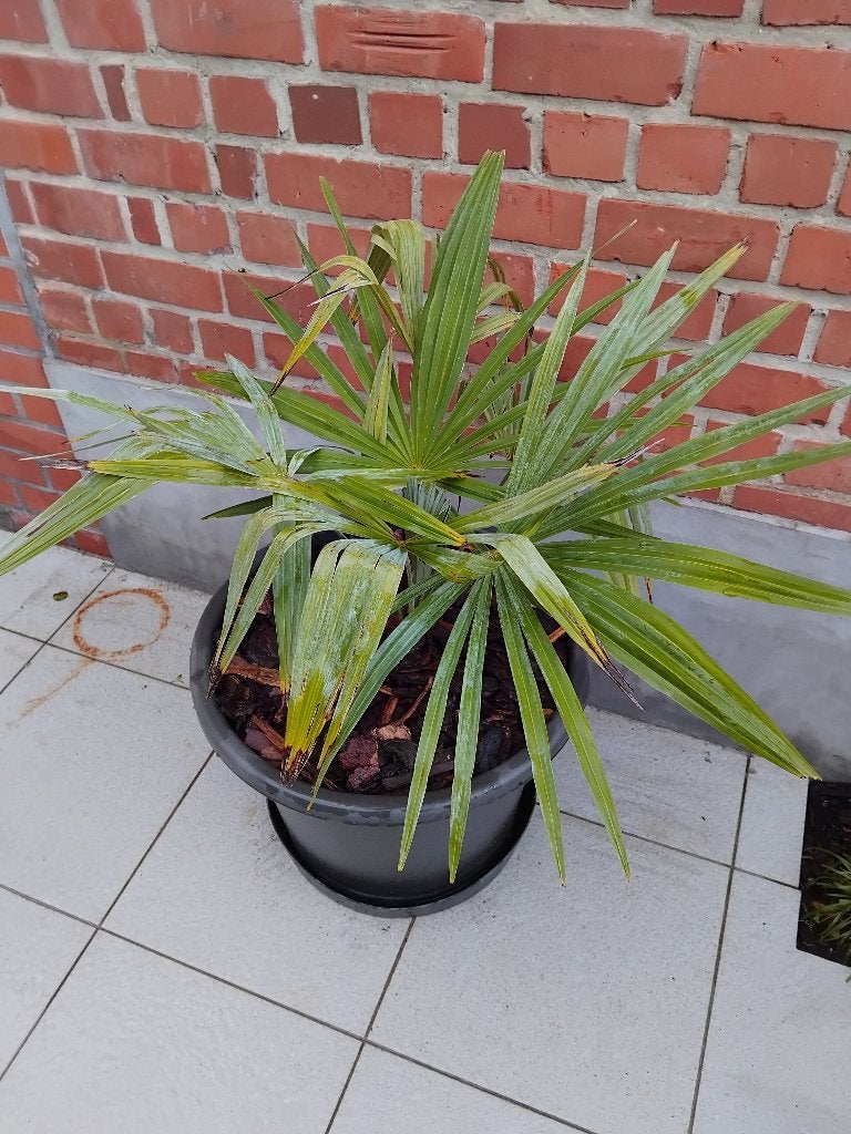 Verschillende buitenplanten, Tuin en Terras, Vaste plant, Halfschaduw, Zomer, Ophalen