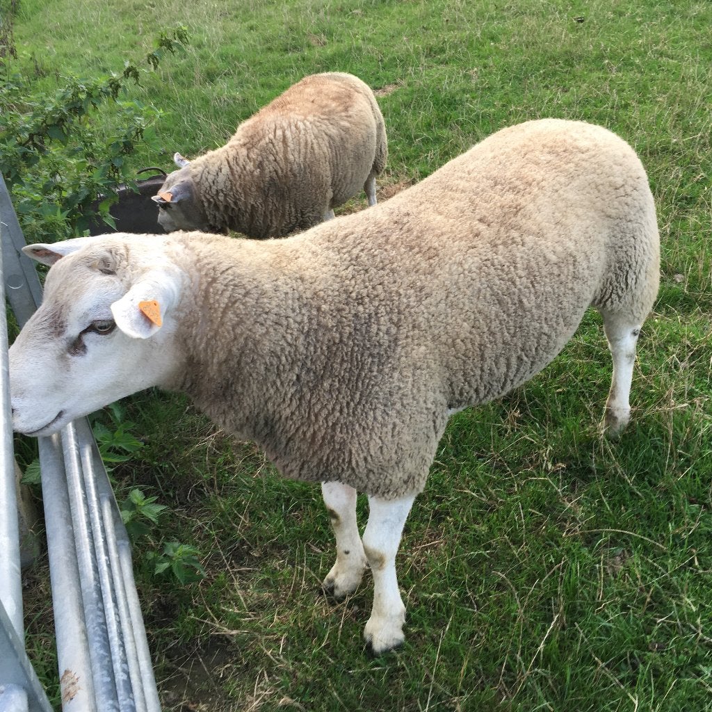Dekbok 1.5 jaar, Animaux & Accessoires, Mâle, Mouton, 0 à 2 ans