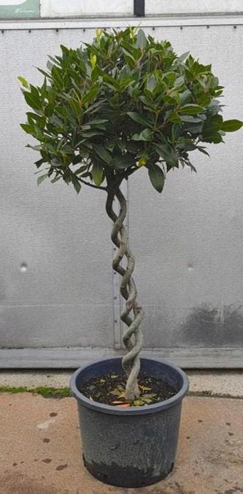 Laurus nobilis, dubbel gedraaide stam, Tuin en Terras, Ophalen