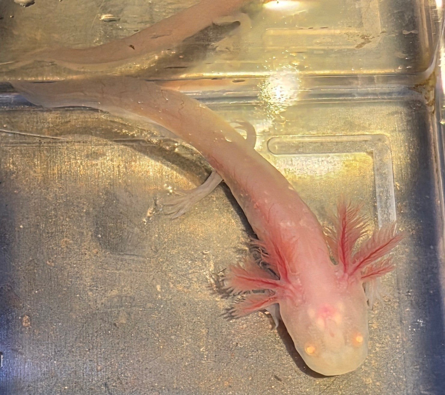 albino axolotl