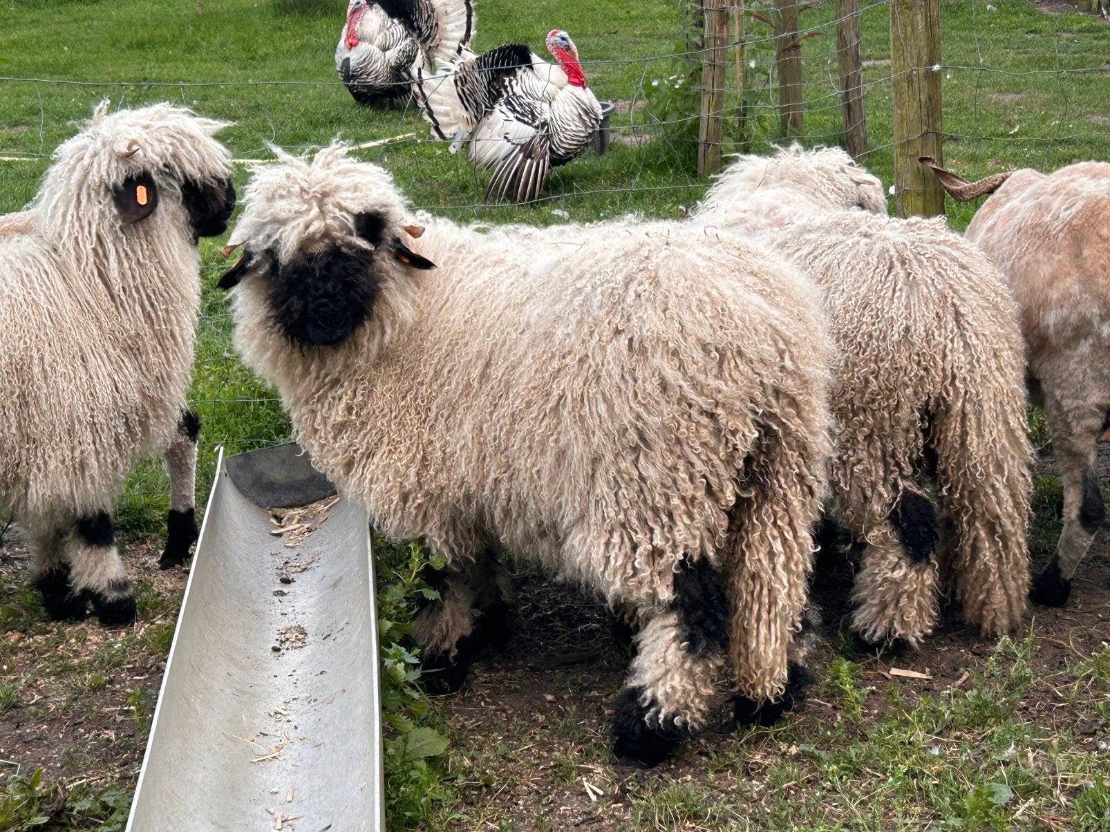 Walliser Schwarznase ooilam, Dieren en Toebehoren, Schapen, Geiten en Varkens, Schaap, Vrouwelijk, 0 tot 2 jaar