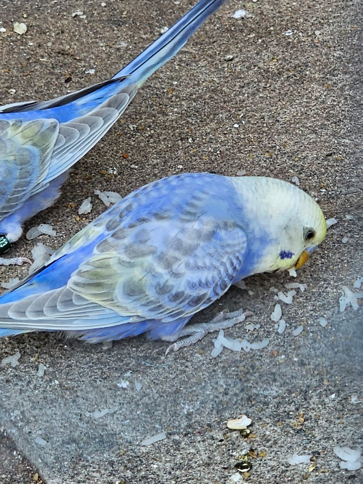 Jonge regenboog grasparkiet, Dieren en Toebehoren, Vogels | Parkieten en Papegaaien
