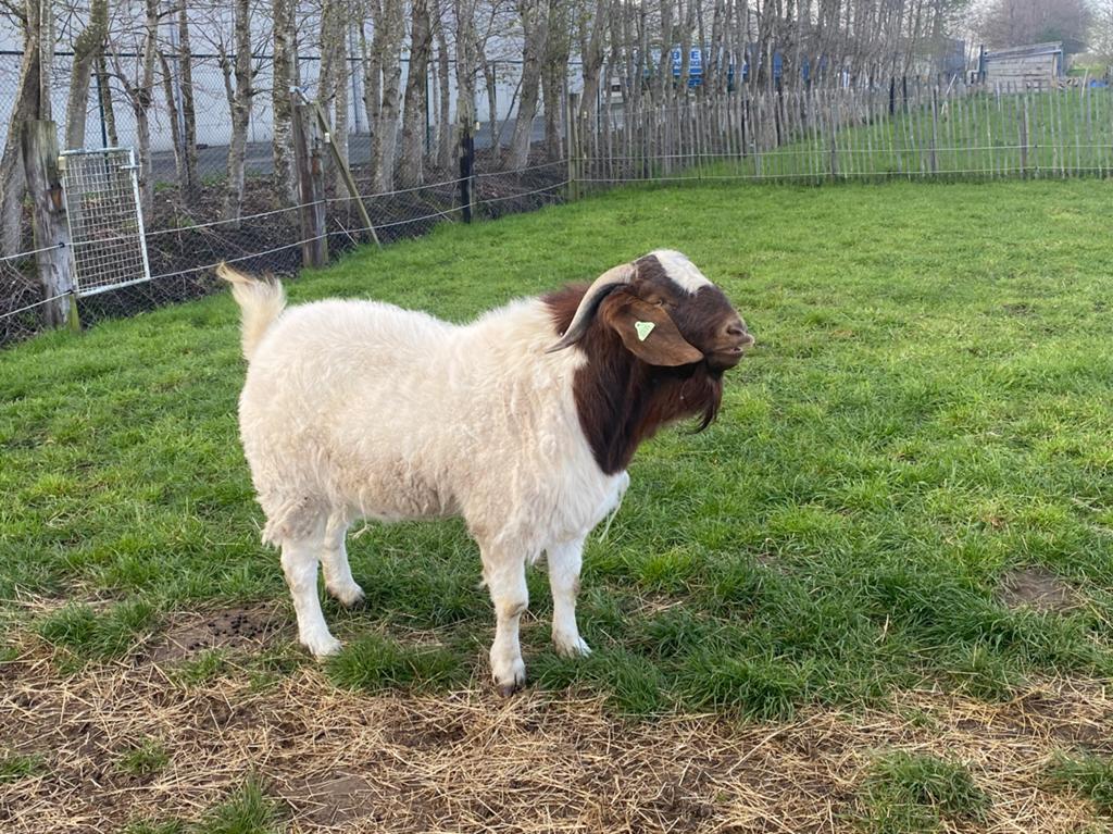 Stamboek boergeit dekbok te koop