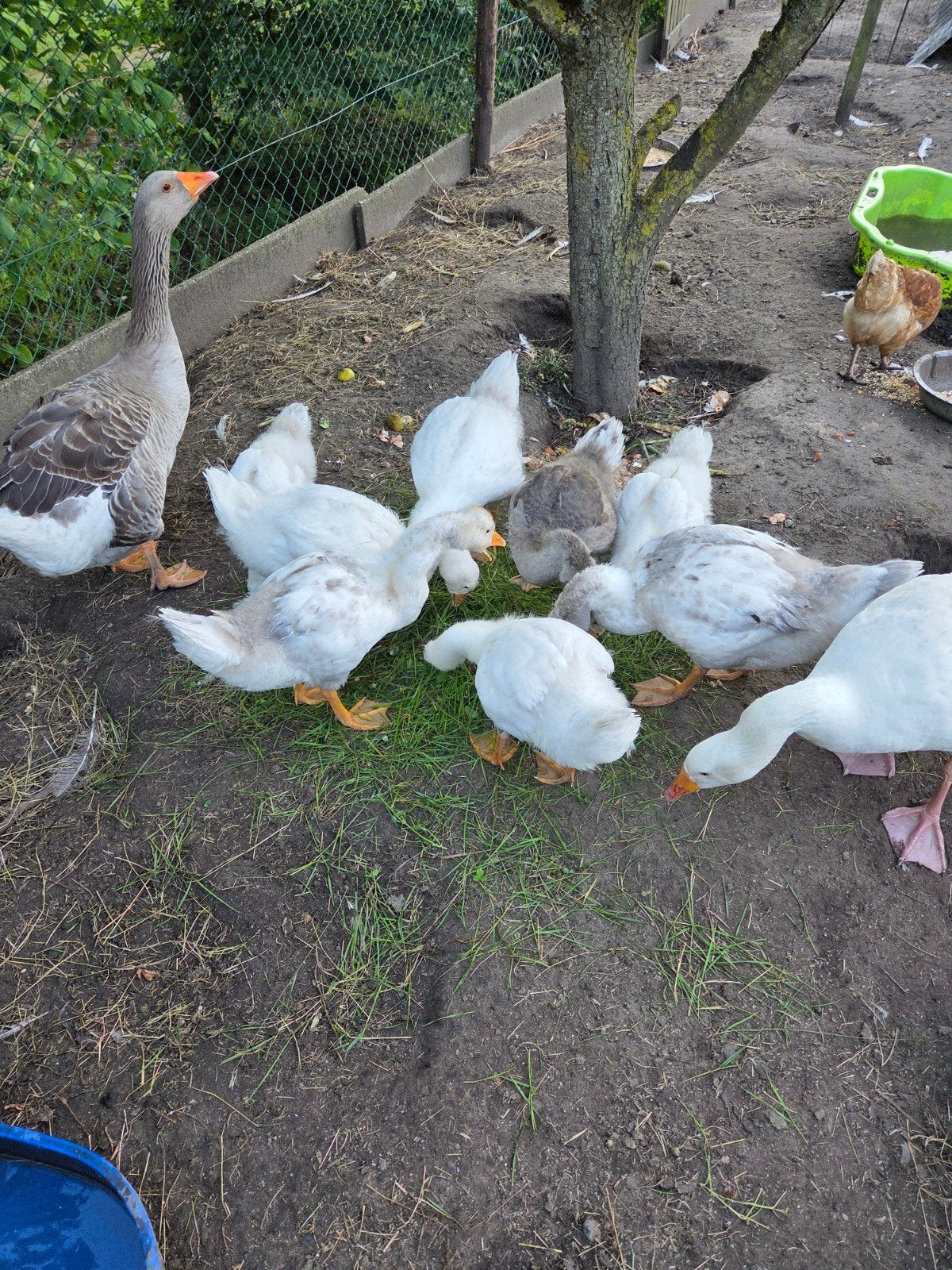 Jonge ganzen, Dieren en Toebehoren