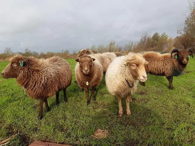 Gezocht Ouessant licht bruin, Femelle, Mouton, 0 à 2 ans