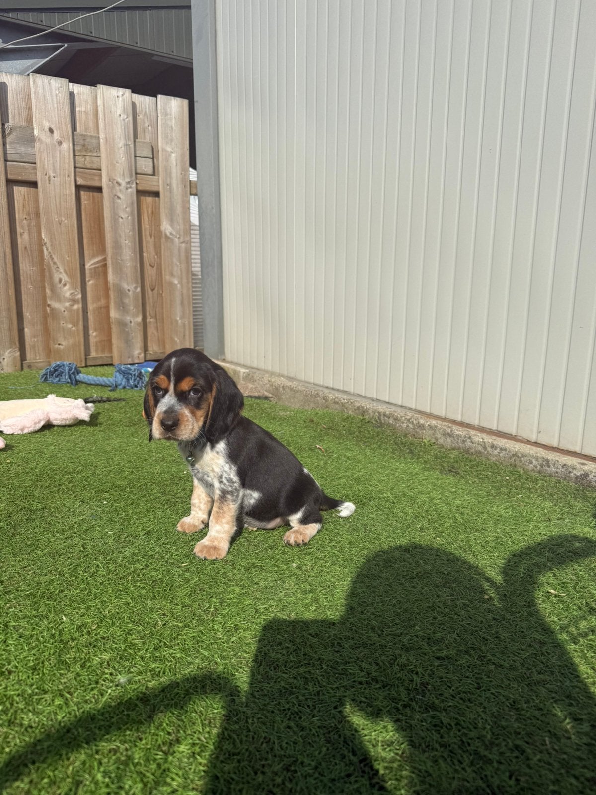 Mooie bocker pups (engelse cocker x beagle), Dieren en Toebehoren, Parvo, België, Overige rassen, 8 tot 15 weken