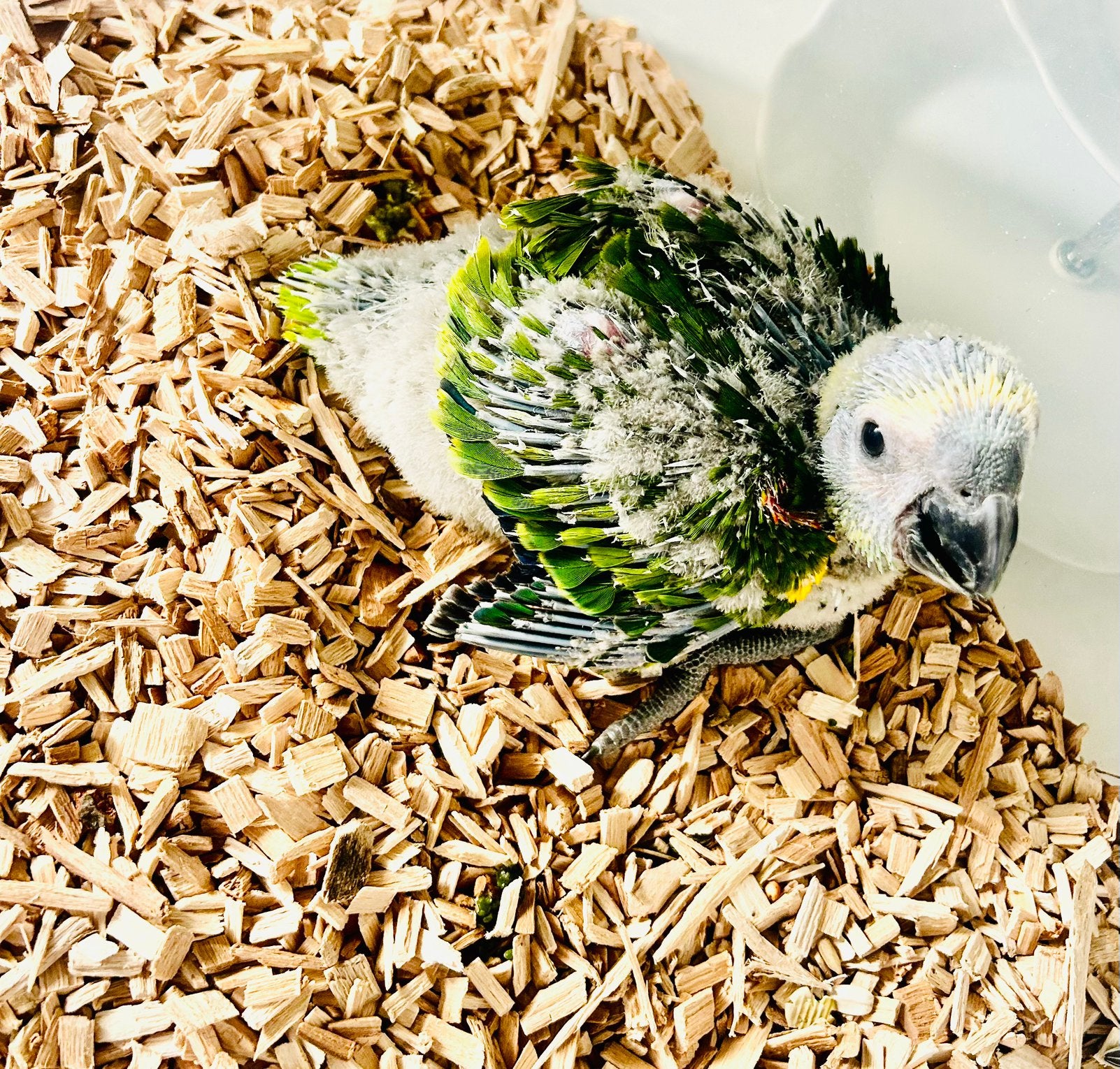 Baby blauwvoorhoofd Amazon 4 weken oud, Geslacht onbekend, Papegaai, Geringd