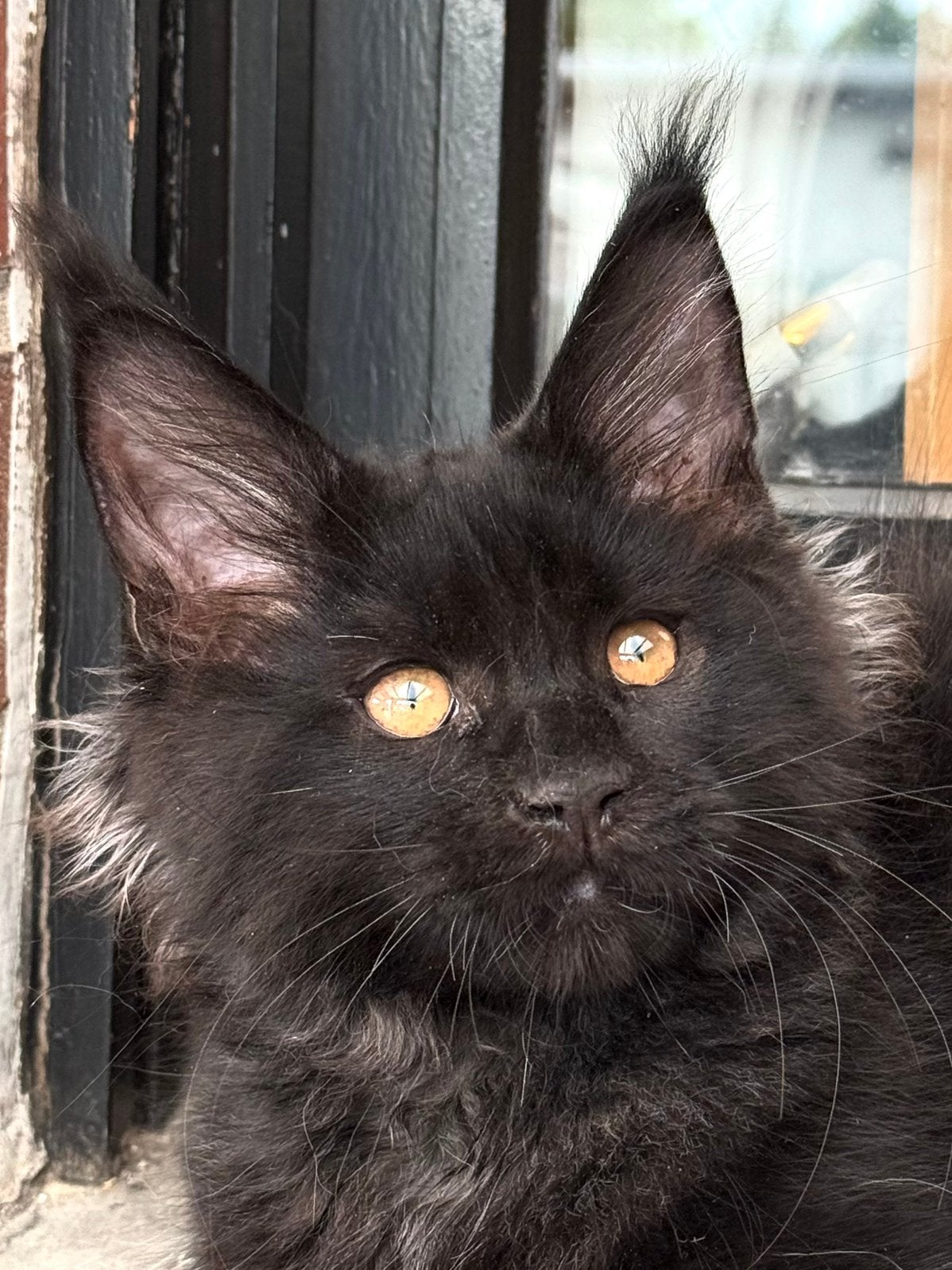 Prachtige Maine Coon kittens met stamboom van geteste ouders, Dieren en Toebehoren, Kater, Met stamboom, 0 tot 2 jaar