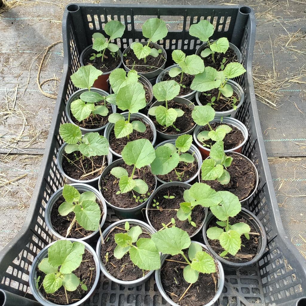 Melon charentais plants, Tuin en Terras, Ophalen
