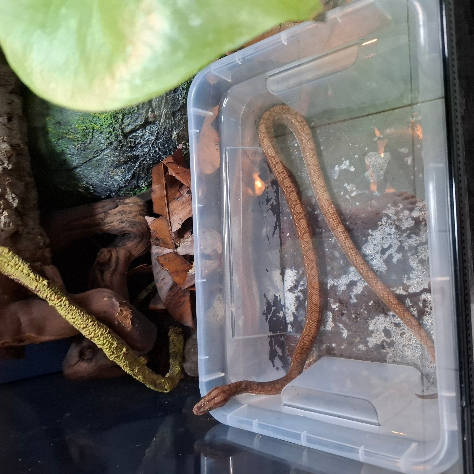 Regenboog boa slang (epicrates maurus) jong handtam, Dieren en Toebehoren, Reptielen en Amfibieën, Slang, Tam, 0 tot 2 jaar