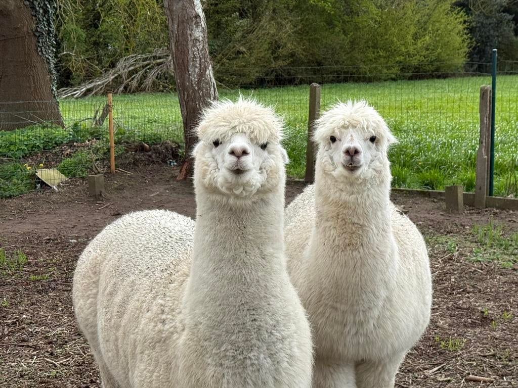 Alpaca’s Te koop 2 dekhengsten, Dieren en Toebehoren, Februari, Mannelijk