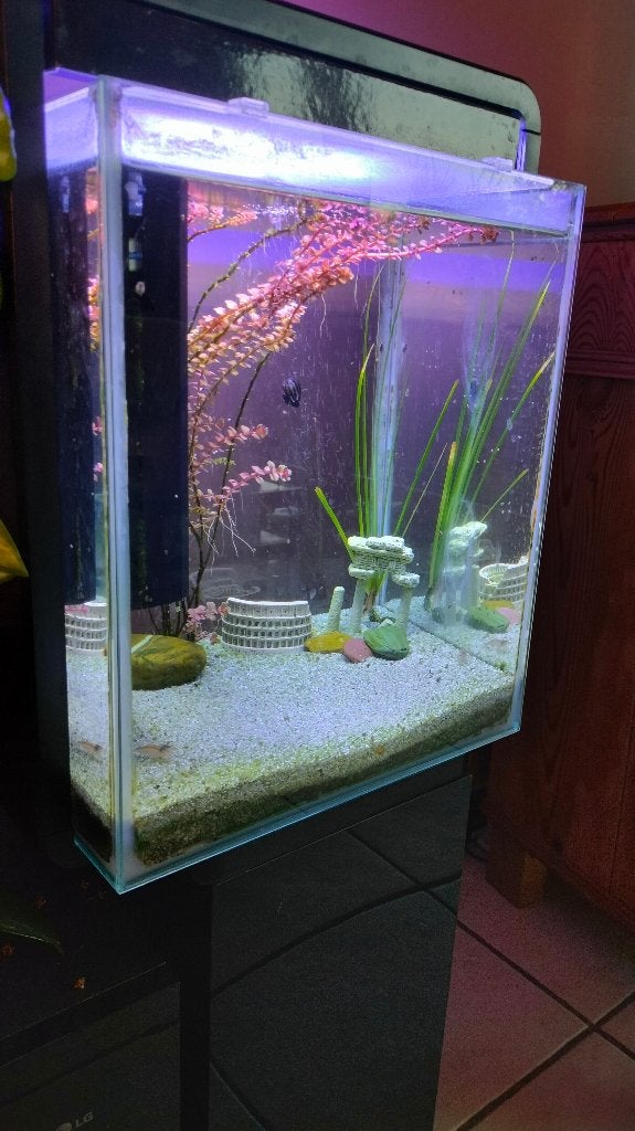 Aquarium 30 Liter, Dieren en Toebehoren, Ophalen, Gebruikt, Inclusief deksel, Gevuld zoetwateraquarium