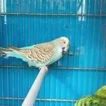 Perruche ondulée anglaise, Animaux & Accessoires, Oiseaux | Perruches & Perroquets, Plusieurs animaux, Perruche